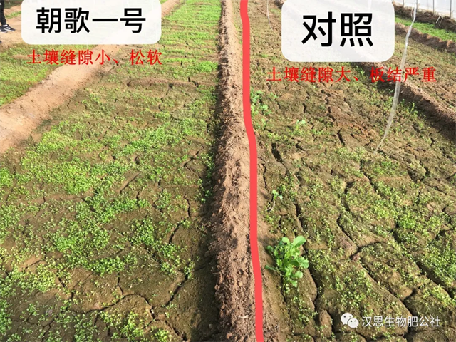 意外驚喜，《朝歌一號(hào)》不光解決西紅柿陰陽(yáng)臉，還能能讓土壤踩上去軟軟的！